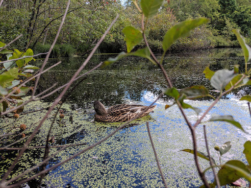 Nature Preserve «Dolan Pond Conservation Area», reviews and photos, Webster Park, West Newton, MA 02465, USA