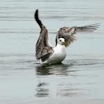 Photo n°25 de l'avis de Guido.a fait le 05/04/2023 à 06:49 sur le  Darsena Sunset Bar à Rimini