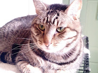 Holistic Vet - Marcie Fallek, DVM, CVA - Photo 7 - Car repair in Granby, CT, Springfield