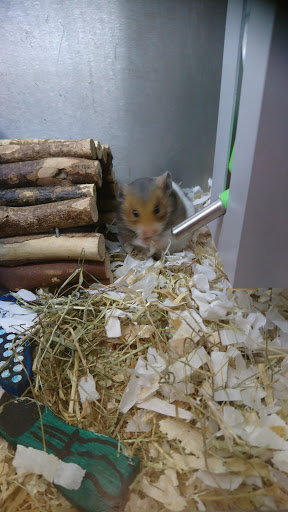 Places to buy a hamster Leicester