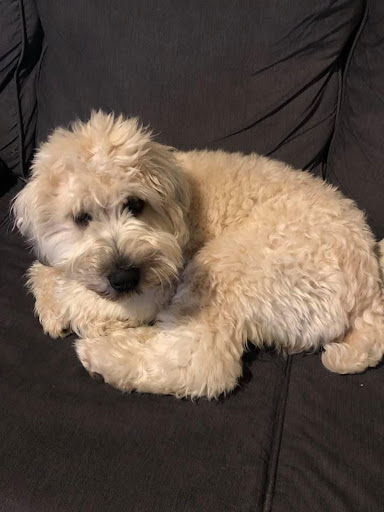 Pet Supply Store «Petco Animal Supplies», reviews and photos, 4820 South Baldwin Road #3B, Orion Township, MI 48359, USA