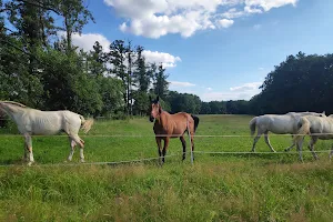 PaTaTaj. Szkoła jazdy konnej image