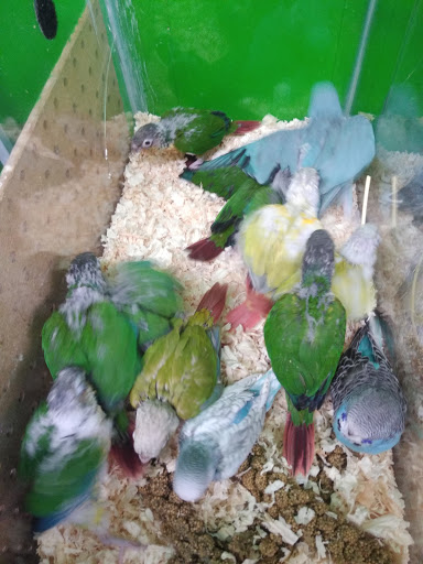 Pet Store «Inez Pet Shop», reviews and photos, 3825 Whittier Blvd, Los Angeles, CA 90023, USA