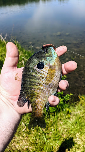 Window Tint Countryside, IL