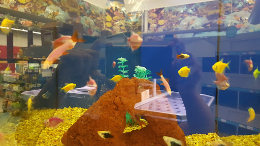 Pet Supply Store «Petco Animal Supplies», reviews and photos, 2041 U.S. 287 Frontage Rd #601, Mansfield, TX 76063, USA