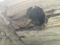 Ramer Pest Control - Photo 7 - Car repair in , Fort Wayne