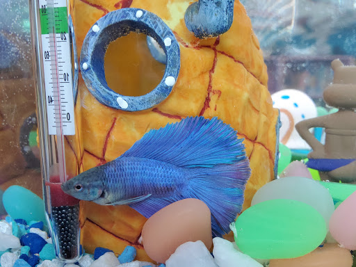 Pet Supply Store «Petco Animal Supplies», reviews and photos, 51 Middlesex Turnpike, Burlington, MA 01803, USA