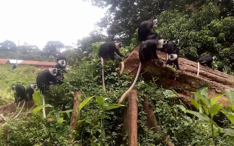Boabeng Fiema Monkey Sanctuary image