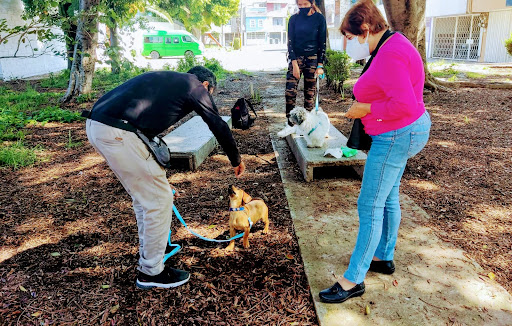 NeoCan Adiestramiento Canino