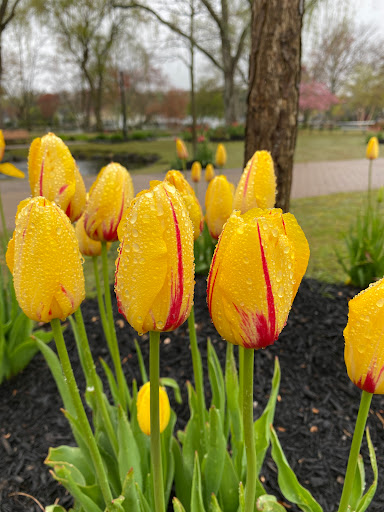 Art Museum «The Heckscher Museum of Art», reviews and photos, 2 Prime Ave, Huntington, NY 11743, USA