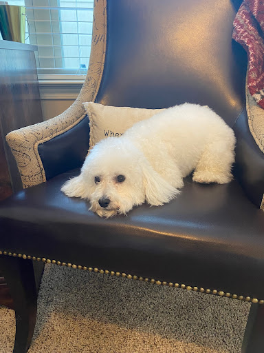 Pet Supply Store «Petco Animal Supplies», reviews and photos, 298 Spring Creek Drive, Franklin, TN 37067, USA