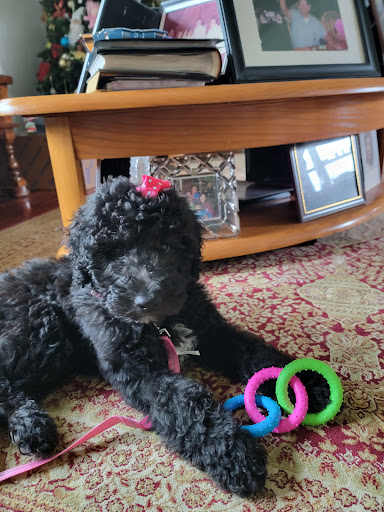 Pet Supply Store «Pet Supplies Plus», reviews and photos, 6030 Central Ave Suite A, Portage, IN 46368, USA