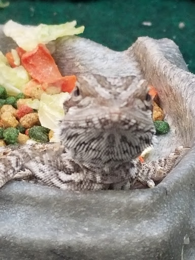 Pet Supply Store «PetSmart», reviews and photos, 157 Levittown Pkwy B, Levittown, PA 19055, USA