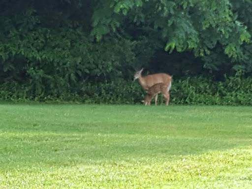 Golf Course «William F. Larkin Golf Course at Colonial Terrace», reviews and photos, 1003 Wickapecko Dr, Ocean Township, NJ 07712, USA