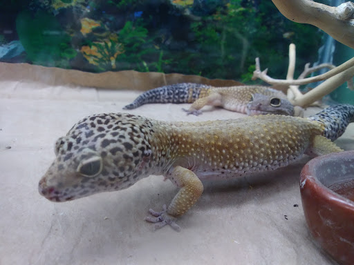 Pet Supply Store «Rutser Pet Store», reviews and photos, 5418 E Beverly Blvd, East Los Angeles, CA 90022, USA