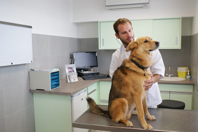 Clinique Vétérinaire Saint-Roch à La Rochelle