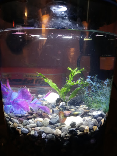 Pet Supply Store «Petco Animal Supplies», reviews and photos, 6425 Keizer Station Blvd, Keizer, OR 97303, USA