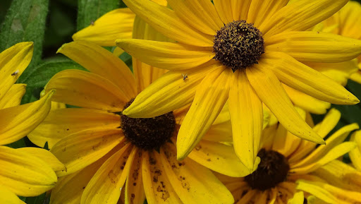 Florist «Heritage Flowers, Inc.», reviews and photos, 522 SE 1st Ave, Ocala, FL 34471, USA