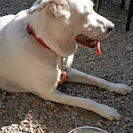 Photo n°11 de l'avis de alessia.h fait le 15/10/2022 à 22:30 sur le  Il Ristorantino à Fumo