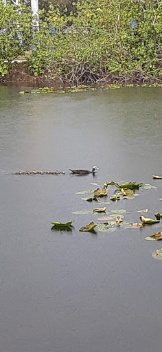 Park «C.B. Smith Park», reviews and photos, 900 N Flamingo Rd, Pembroke Pines, FL 33028, USA