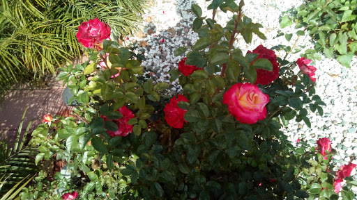 Craft Store «Michaels», reviews and photos, 27534 W Lugonia Ave, Redlands, CA 92374, USA