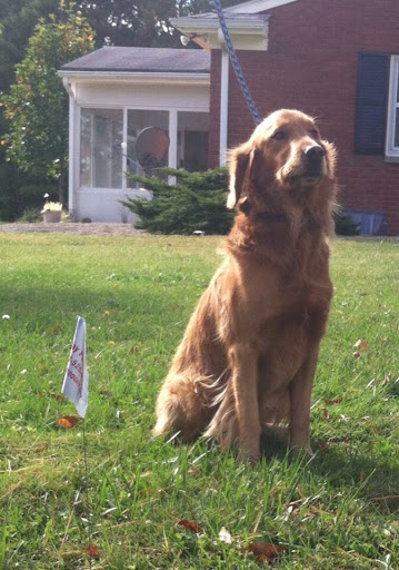 Fence Contractor «Stay Put Doggy», reviews and photos, 401 E Paul St, Westport, IN 47283, USA