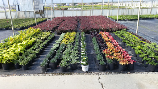 Wholesale plant nursery Newport News
