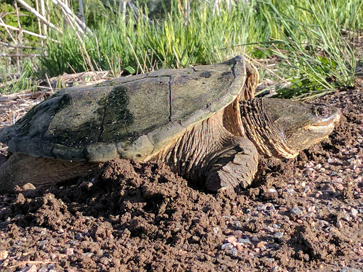 Park «Westminster City Park», reviews and photos, 10455 N Sheridan Blvd, Westminster, CO 80020, USA