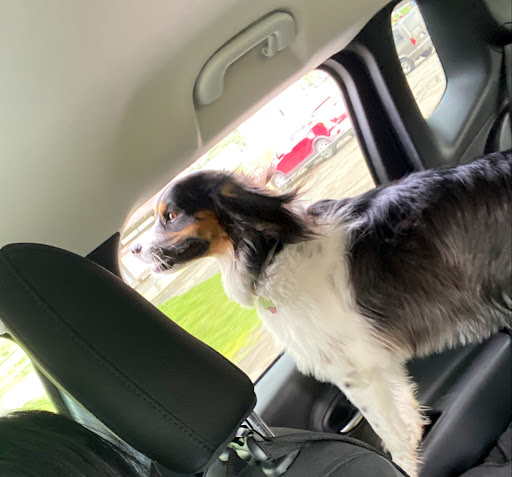 Pet Supply Store «Pet Supplies Plus», reviews and photos, 2928 Hardrock Rd, Fitchburg, WI 53719, USA