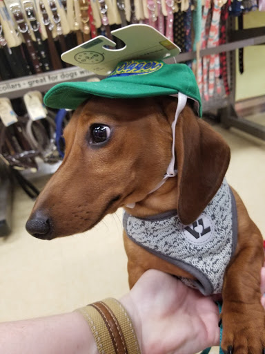 Pet Supply Store «Petco Animal Supplies», reviews and photos, 8213 Hwy 72 W c, Madison, AL 35758, USA