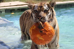 Tiger World image