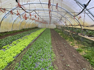 Le Noyer Grand Potager Bio à Rodemack