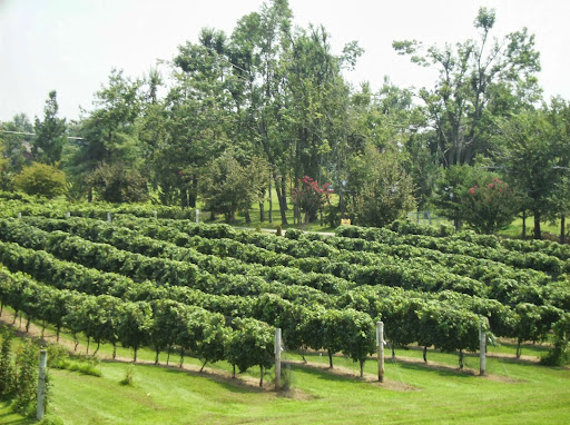 Winery «Purple Toad Winery», reviews and photos, 4275 Old US Hwy 45 S, Paducah, KY 42003, USA