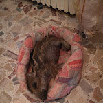 Photo n°5 de l'avis de Barbara. fait le 26/06/2021 à 05:20 sur le  Le Terre Di Bac à Terracina