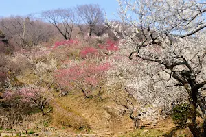 Mt.Tsukuba Japanese Plum Forest. image