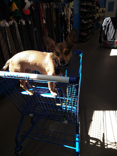 Thrift Store «Thunderbird & Dysart Goodwill Retail Store & Donation Center», reviews and photos, 13055 W Thunderbird Rd, El Mirage, AZ 85335, USA