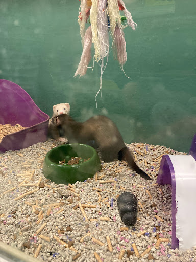 Pet Store «Petsway», reviews and photos, 1717 W Kearney St, Springfield, MO 65803, USA