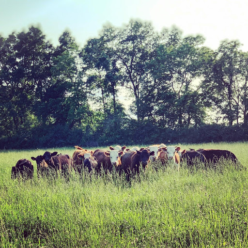 Cattle farm Dayton