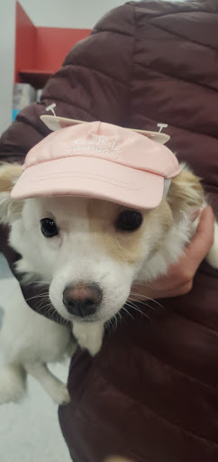 Pet Supply Store «Petco Animal Supplies», reviews and photos, 45 Holyoke St, Holyoke, MA 01040, USA