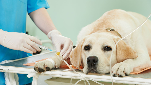 Wellsboro Small Animal Hospital P.C.