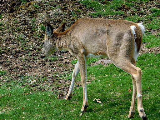 History Museum «Lambert Castle Museum», reviews and photos, 3 Valley Rd, Paterson, NJ 07503, USA