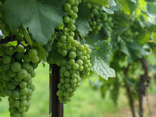 Vineyard «Lost Acres Vineyard», reviews and photos, 80 Lost Acres Rd, North Granby, CT 06060, USA