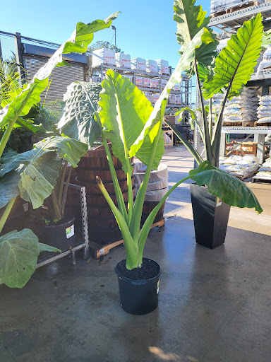 Home Improvement Store «The Home Depot», reviews and photos, 8445 Little Rd, New Port Richey, FL 34654, USA