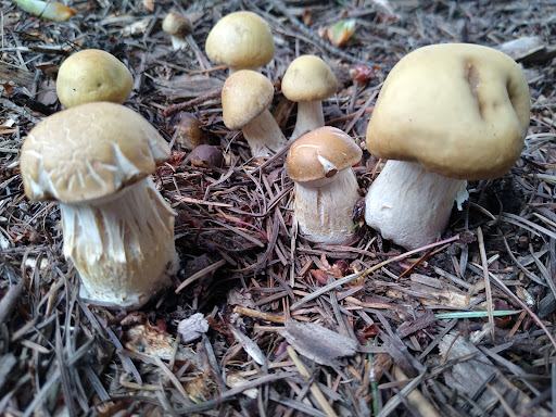 Park «Kenilworth Park», reviews and photos, SE Holgate Blvd & Southeast 34th Avenue, Portland, OR 97202, USA