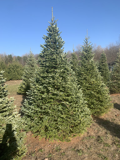 Whitehouse Christmas Tree Farm