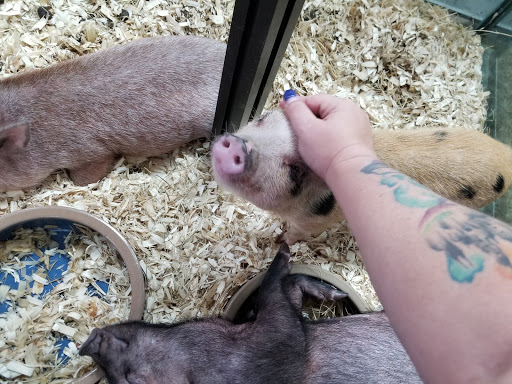 Reptile Store «The House Of Reptiles», reviews and photos, 5501-1 Beach Blvd, Jacksonville, FL 32207, USA