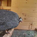 Photo n°2 de l'avis de Stefano.o fait le 10/08/2021 à 15:32 sur le  Malga Aloch à San Giovanni di Fassa