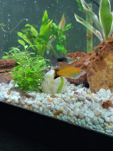 Pet Supply Store «Petco Animal Supplies», reviews and photos, 6425 Keizer Station Blvd, Keizer, OR 97303, USA