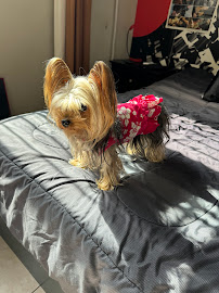 OC Pet Boarding - Photo 2 - Car repair in , Garden Grove