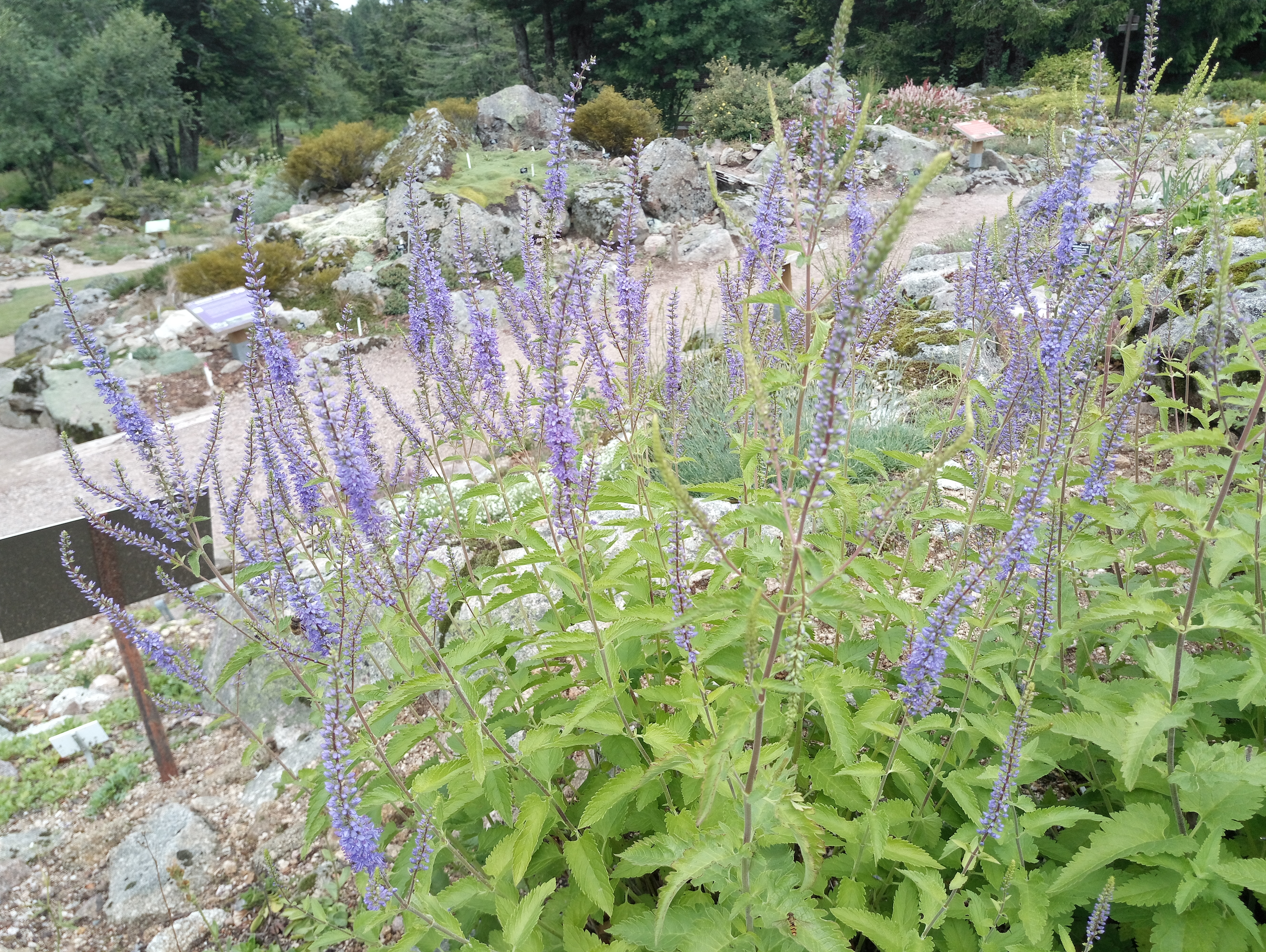 Photo n° 11 de l'avis de Pascal.a fait le 31/07/2019 à 06:36